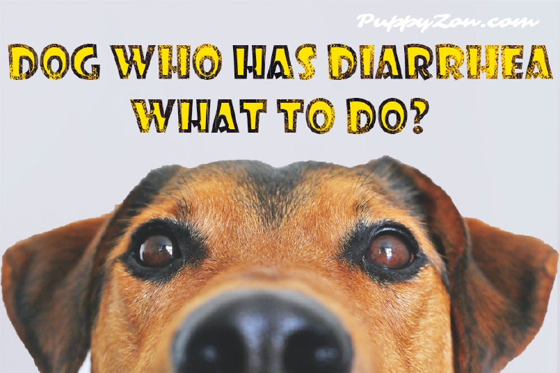 Dog who has Diarrhea: What to Do?