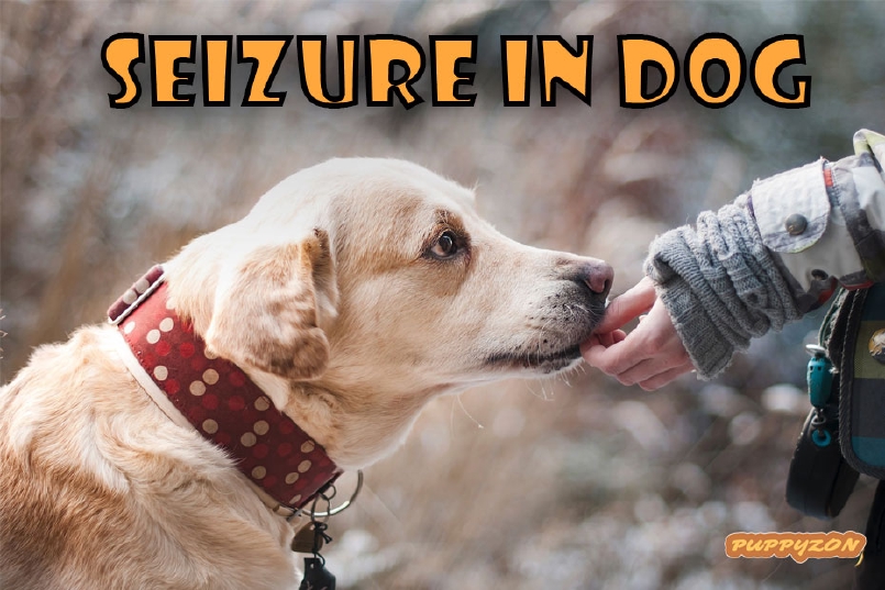 What do you do if your Dog is having a Seizure?