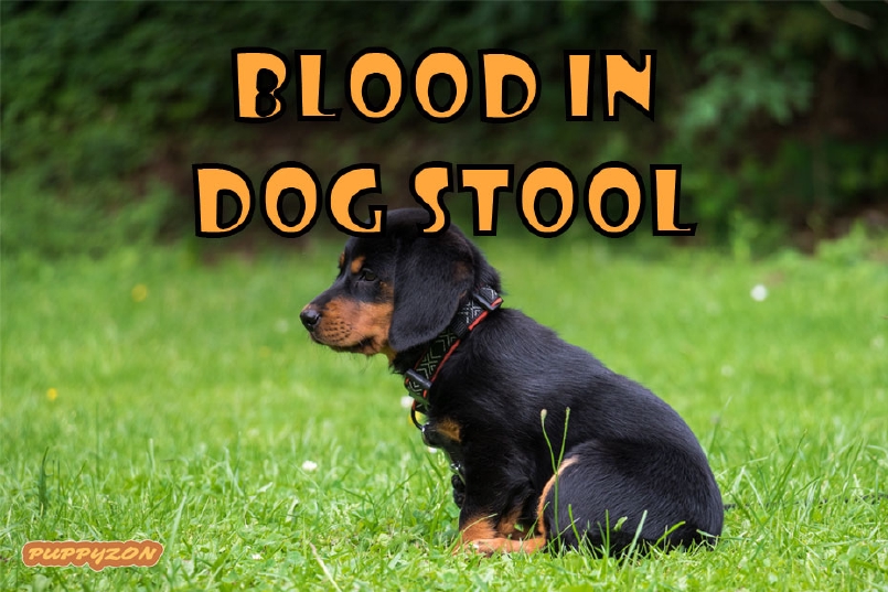 Blood in Dog Stool, Causes, Symptoms and Treatment