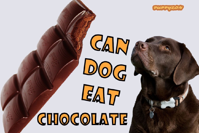 Can Dog Eat Chocolate?