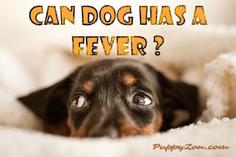 Dog Has a Fever What To Do