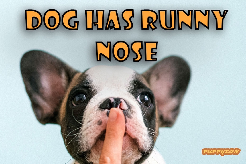 What to do if your dog has a runny nose?