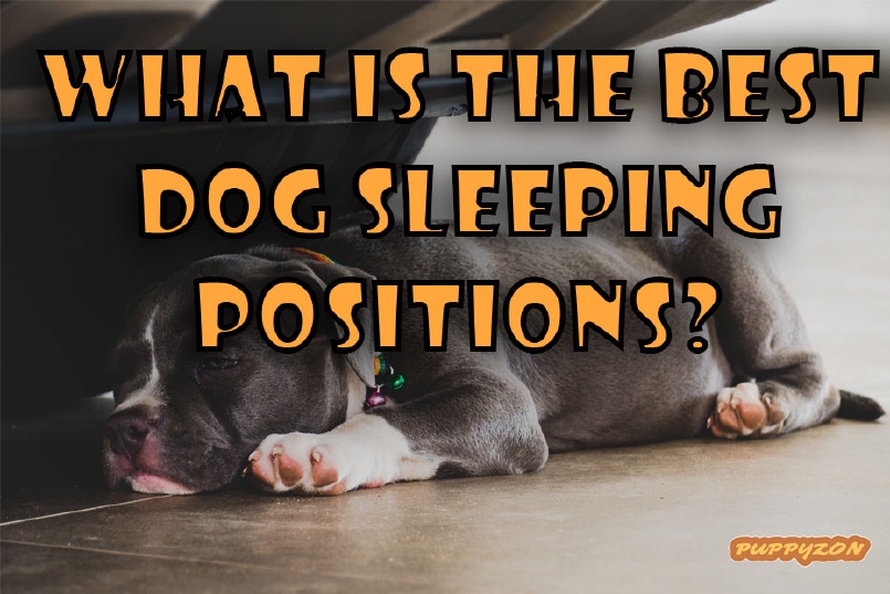 What is the Best Dog Sleeping Positions?