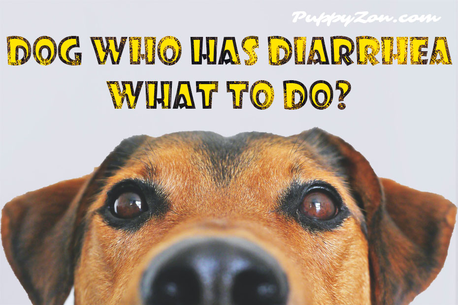 Dog-who-has-Diarrhea.jpg