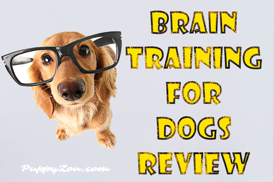 brain-training-for-dogs-review.jpg