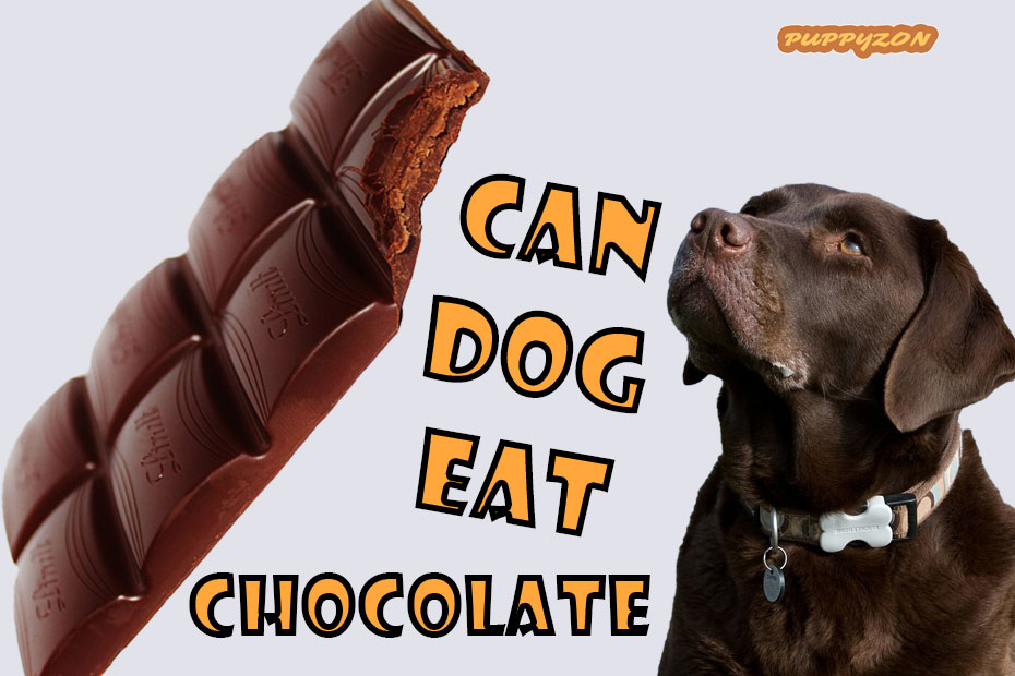 can-dog-eat-chocolate.jpg