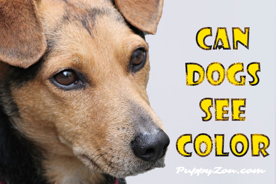 can-dogs-see-color.jpg