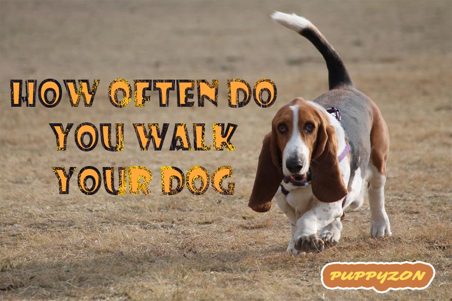 how-often-do-you-walk-your-dog.jpg