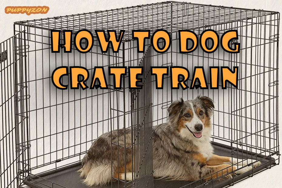 how-to-dog-crate-train.jpg
