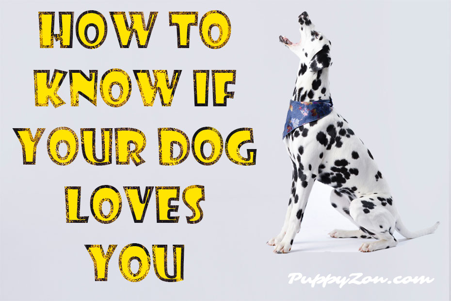 how-to-know-if-your-dog-loves-you-.jpg