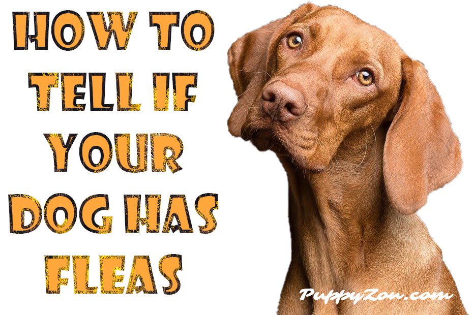 how-to-tell-if-your-dog-has-fleas.jpg