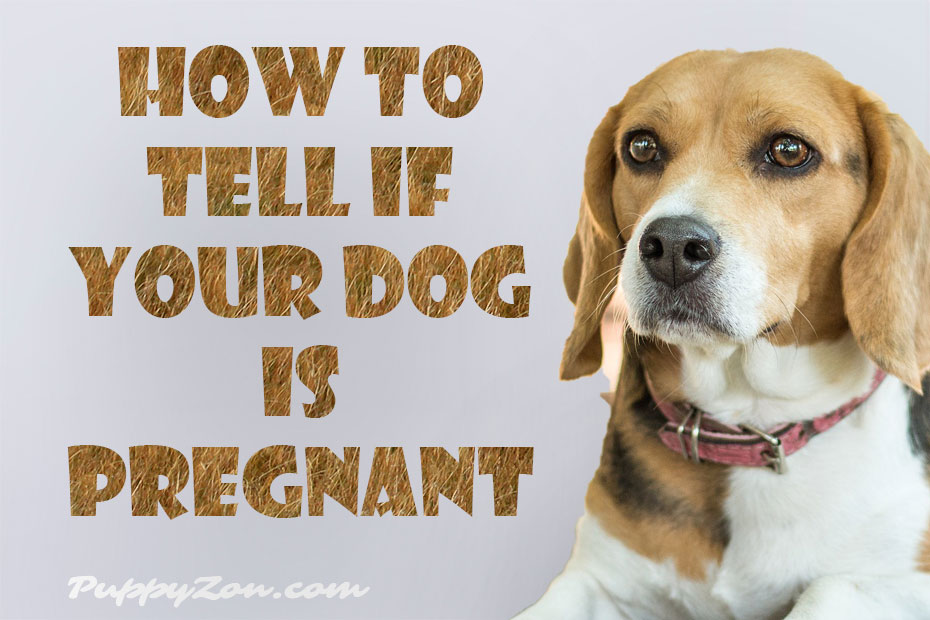 how-to-tell-if-your-dog-is-pregnant.jpg