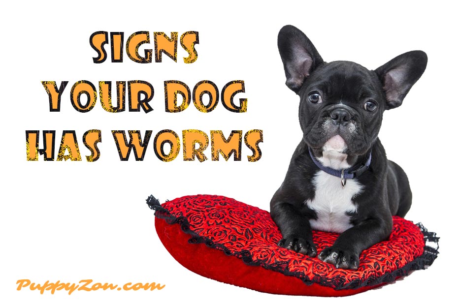 signs-your-dog-has-worms.jpg