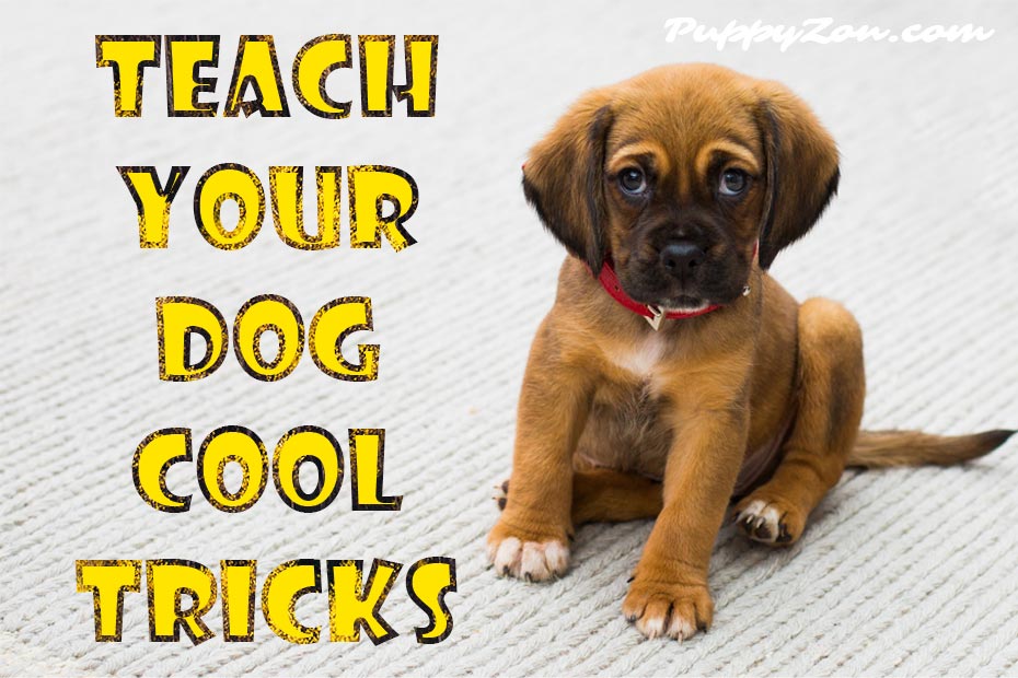 teach-your-dog-cool-tricks.jpg