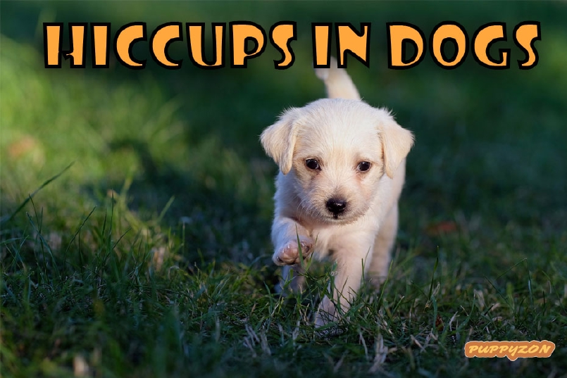 Can Dogs Get Hiccups? Yes, a dog can hiccup.