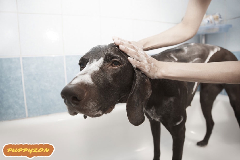 How Often Should You Bathe Your Dog