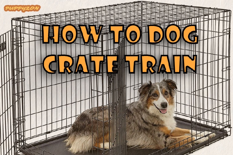 How to Dog Crate Train