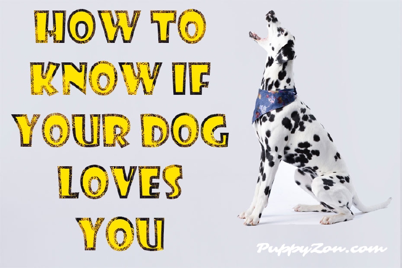 8 Signs your Dog Loves You