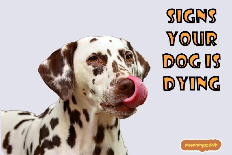 10 Signs Your Dog Is Dying