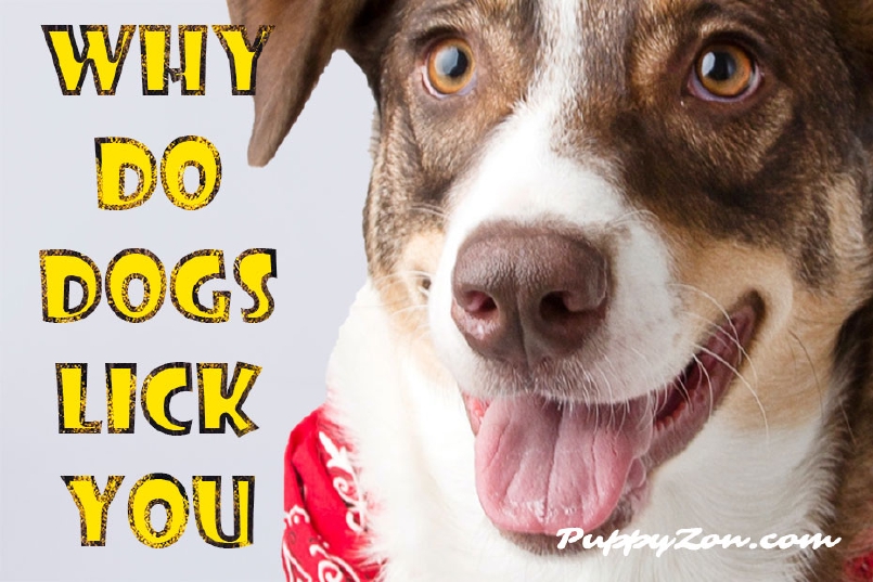Why Does Your Dog Lick Your Face?